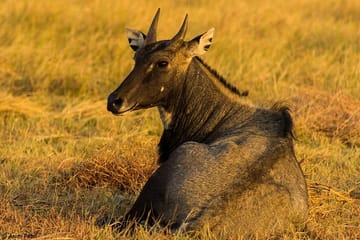 Blackbuck Safari and Birdwatching in Velavadar from Ahmedabad