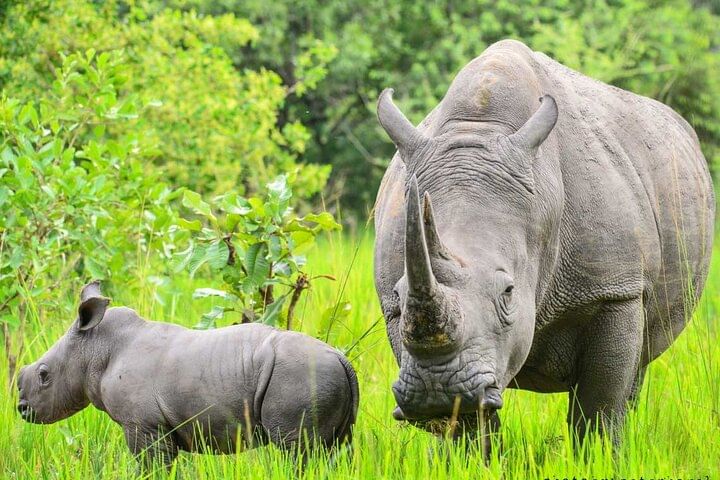 Explore Primates: 10 Days Safari Tour in Uganda