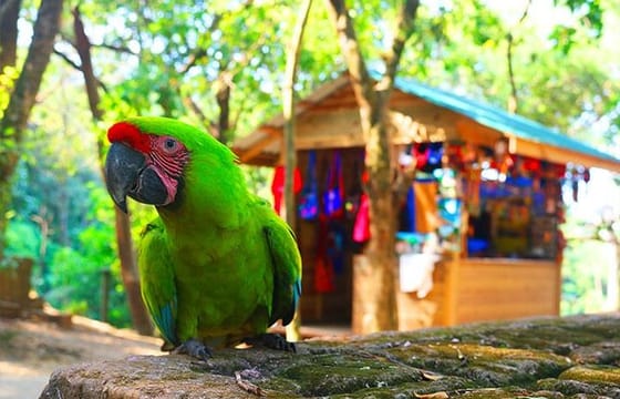 Roatan Mayan & Monkeys Zip-Line Park, Butterfly Sanctuary & Beach Adventure