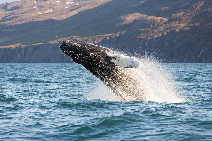 Big Whales & Puffins RIB boat tour