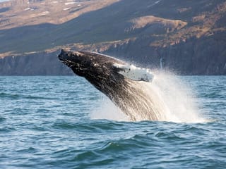 Big Whales & Puffins RIB boat tour, photo 9