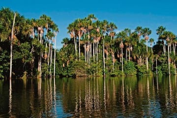 Explore the Peruvian Amazon: 4-Day Macaw Watching Tour