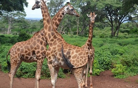 Half-Day Guided Tour of the Giraffe Center in Nairobi