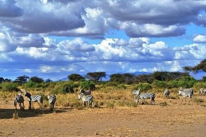 1 Day Tsavo East Safari Trip From Diani/Mombasa