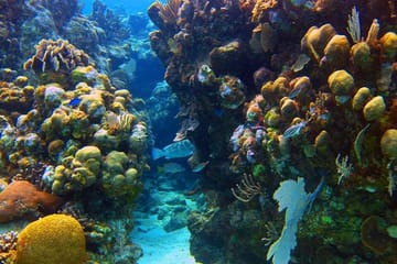 Shore Dive and Wildlife Experience in Roatan, Honduras