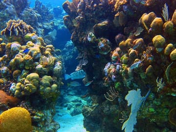 The colorful reef rich with marine life and tropical colors