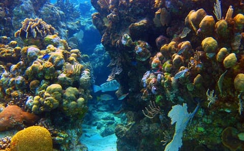 Shore Dive and Wildlife Experience in Roatan, Honduras