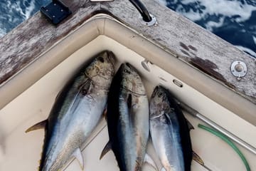 Fishing Half Day Boat Trip Tangier