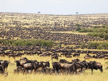 Masai mara national reserve