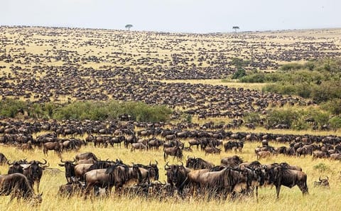 3-Day Camping Safari and Hiking in Arusha, Tanzania