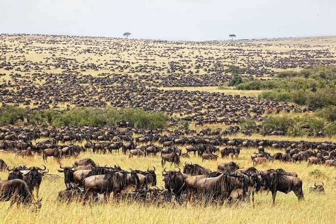 Masai mara national reserve