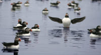 Whales & Puffins 4