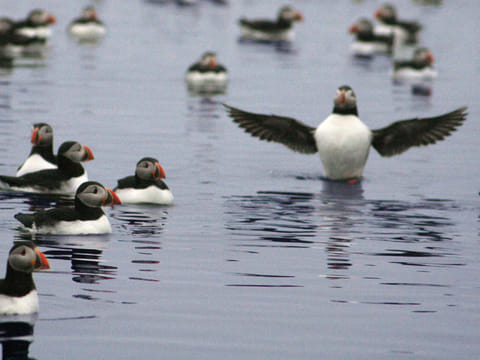 Whales & Puffins, photo 5