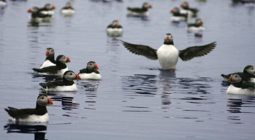 Whales & Puffins 4