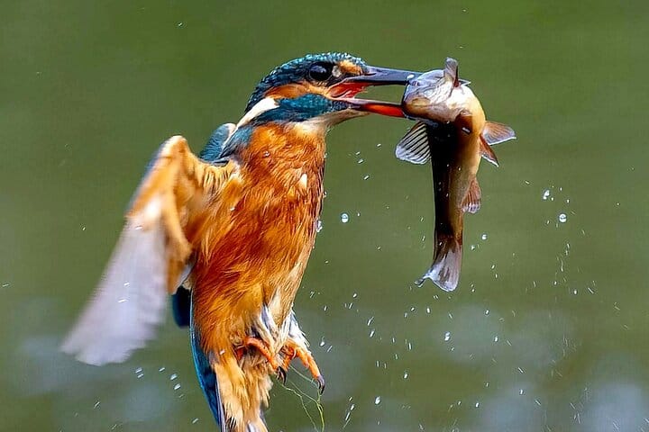 River Nile and Lake Victoria Full Day Fishing