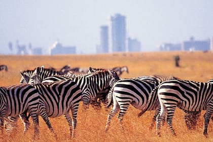 Nairobi National Park and Giraffe Center Day Tour