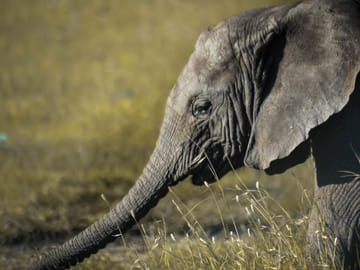 Ngorongoro Crater Day Trip