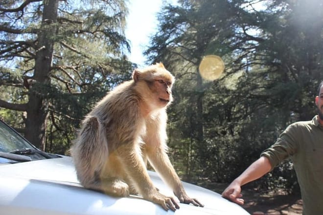 Monkey in the cedar forest Azrou