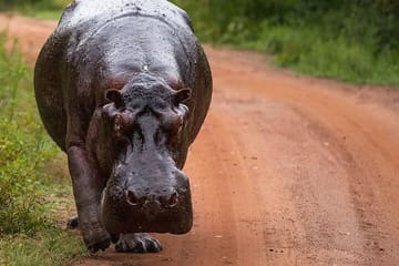 Private ATV Safari Tour in Lake Mburo National Park
