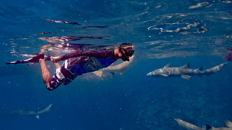  A tourist swimming with nurse sharks in the clear waters of Vaavu Atoll, Maldives, experiencing an unforgettable travel adventure.