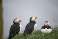 Faroe Islands: Mykines Puffin Island | Group Tour 3
