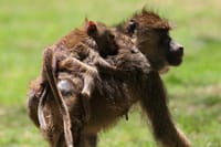 4-Day Lake Naivasha & Amboseli- Luxury Grp Joining Safari 7