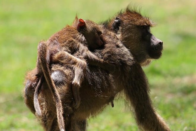 4-Day Lake Naivasha & Amboseli- Luxury Grp Joining Safari 7