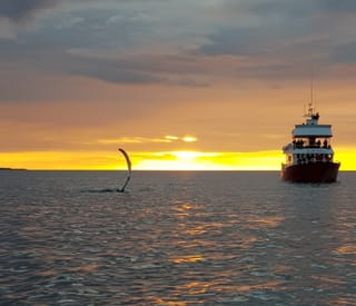 Reykjavík Classic Whales in the Midnight Sun