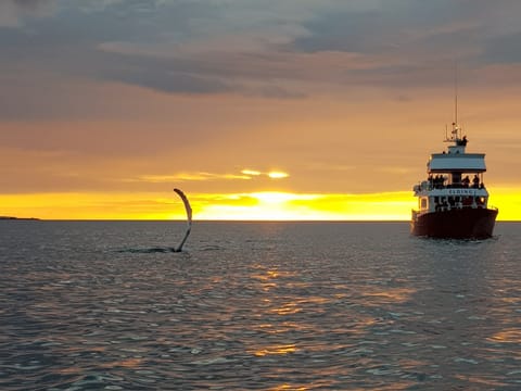 Reykjavík Classic Whales in the Midnight Sun