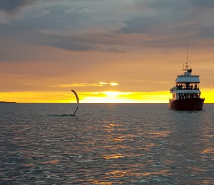 Reykjavík Classic Whales in the Midnight Sun