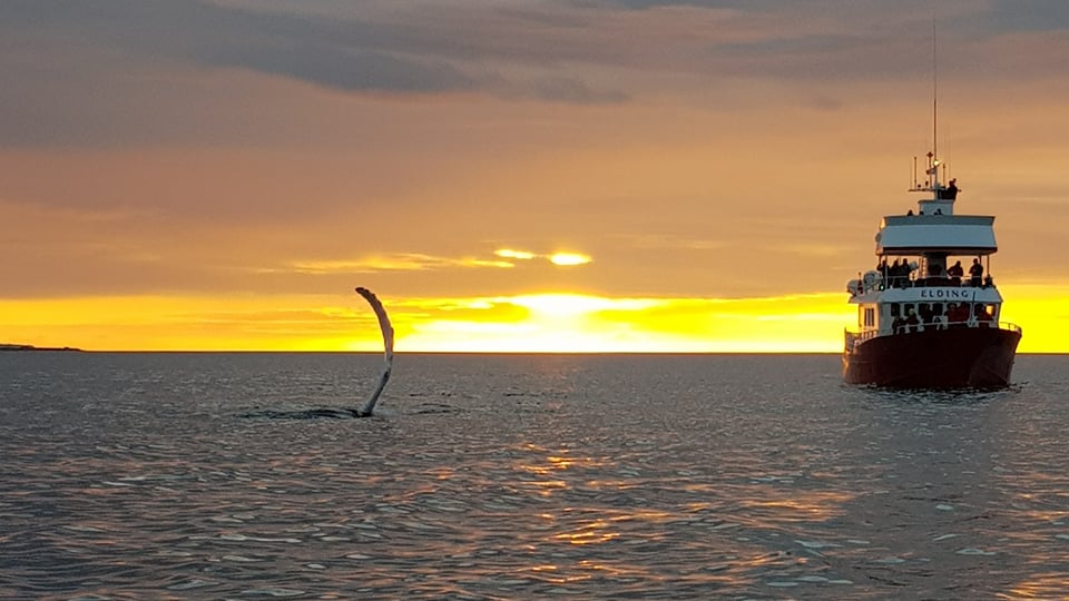 Iceland in June: what tours run