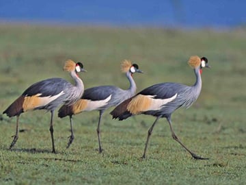 Grey crowned crane at Nairobi National Park