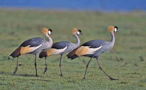 Tanzania 4 Days 3 Nights Budget camping safari to Serengeti and Ngorongoro