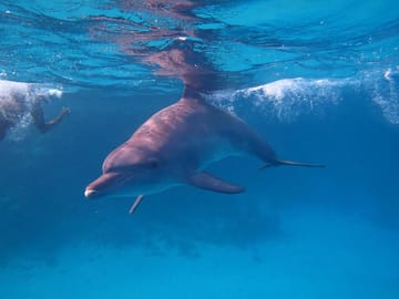 Swim with Dolphins and Enjoy Banana Boat Ride in Hurghada