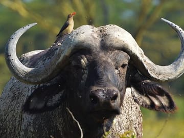 12-Day High-End Jeep Safari in Nairobi and Laikipia County