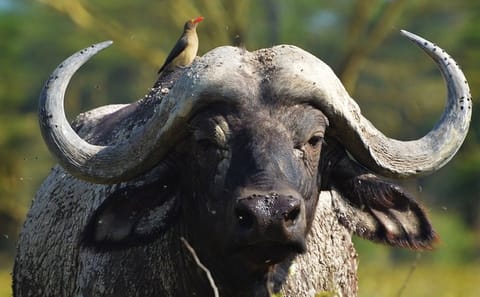 12-Day High-End Jeep Safari in Nairobi and Laikipia County