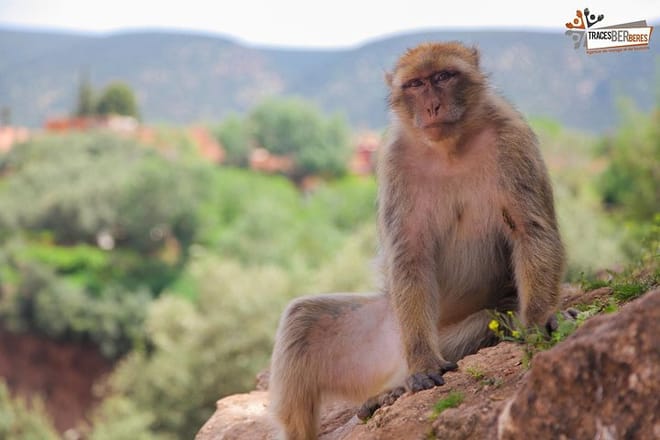 Ouzoud Waterfalls Full-Day Group Tour from Marrakech 6