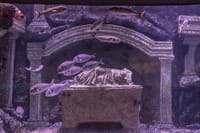 Kemer: Antalya Aquarium Ticket With Optional Transfer 3