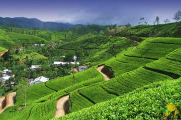 Waterfall Hiking Adventure in Kandy, Sri Lanka
