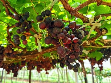 ATV Tour and Wine Tasting Experience in Kathmandu