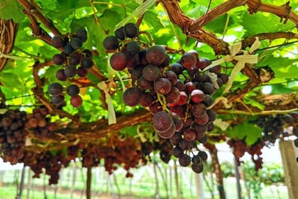 Discover Nepalese winery