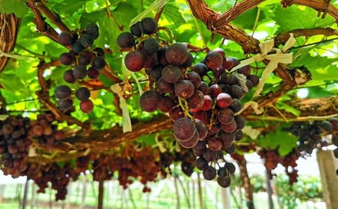 ATV Tour and Wine Tasting Experience in Kathmandu