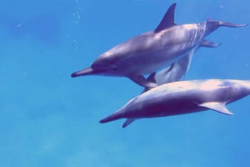 Dolphin Watching Tour in Hurghada, Egypt with Lunch
