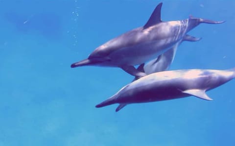 Dolphin Watching Tour in Hurghada, Egypt with Lunch