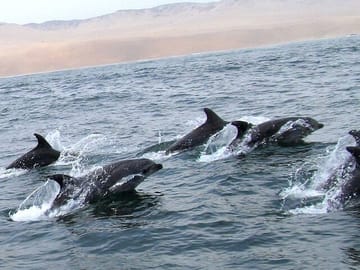 Swim with Sea Lions at Islas Palomino near Lima