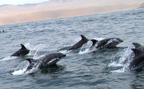Swim with Sea Lions at Islas Palomino near Lima