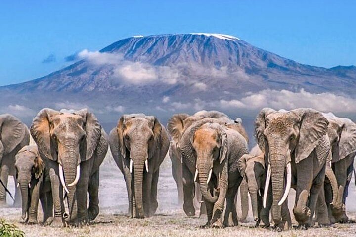 Amboseli & Tsavo Safari Adventure in 4x4 Landcruiser Jeep