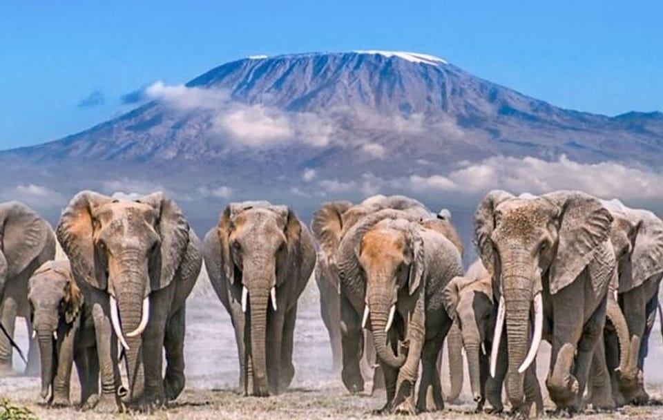 4 Day Amboseli Tsavo West and East Safari on 4×4 Landcruiser Jeep