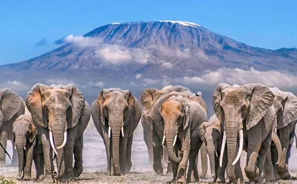 4-Day Safari Adventure in Amboseli and Tsavo, Kenya