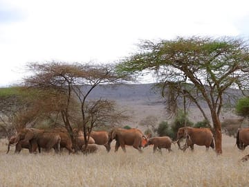 Sarova Salt Lick Lodge